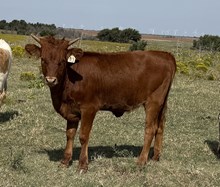 013/5 PANDORAS SHADOW 10/9 X STR