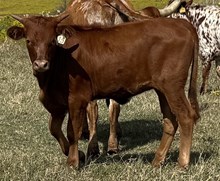 015/5 NO TEMPTING 81/7 X STR