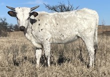 025/5 JACKIE AGAIN X TCC SHOOTER