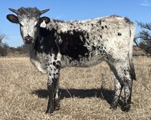 026/5 ALL STAR X TCC SHOOTER