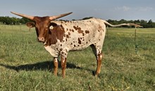 Sk Savannah
