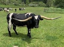 Top Saddle's Dorothy FL